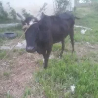 گاومحلی ورزالیشه