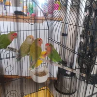 طوطی برزیلی