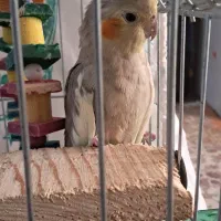 عروس‌هلندی‌نر‌و‌ماده‌