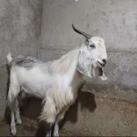 حیوانات مزرعه