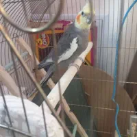 عروس هلندی نر مست
