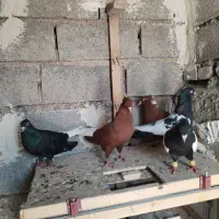 کفتر رنگی