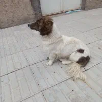 سگ پا کوتاه