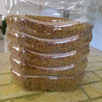گرده گل زنبورعسل
