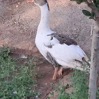 قوغازلیندا