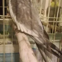 عروس هلندی