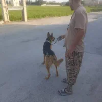 واگذاری ژرمن