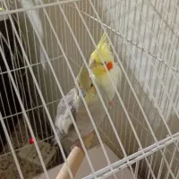 عروس هلندی جفت