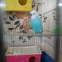 مرغ عشق انگلیسی