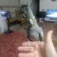 هلندی