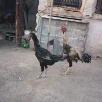 مرغ و خروس لاری