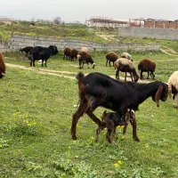 بز جوان همراه بزغاله ماده
