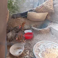 مرغ