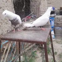دم حنایی|پرنده|نیشابور, بار|دیوار