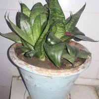 گل سانسوریا  پاکوتاه