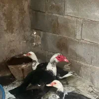 اردک روسی سیکا