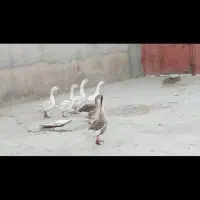 6عدد غاز مناسب قربانی ونگهداری