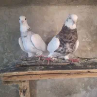 فروش کبوتر طوقی
