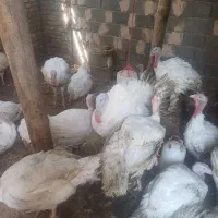 بقلمون گوشتی