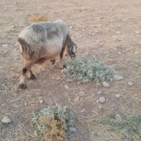 میش گوسفند