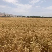 زمین کشاورزی محدوده قالند می‌خوام اجاره نقد