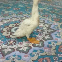 ارودک،  روسی