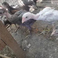 مرغ و خروس جوجه لاری