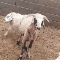 بره نر