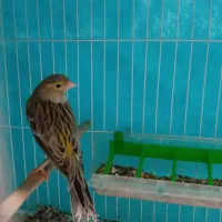 7تا|پرنده|گرگان, |دیوار