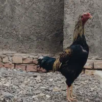 سلام خروس لاری فروشی
