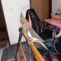 عروس هلندی
