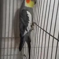 پرنده|پرنده|تهران, شوش (باغ آذری)|دیوار