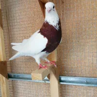 کبوتر طوقی سرخ زرد. سینه تافته ای سیاه کله زرد