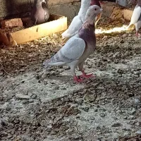 جوجه کفتر نر