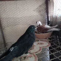 کبوتر پرشی تهرانی