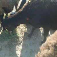 بز ابستن