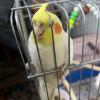 عروس هلندی نر