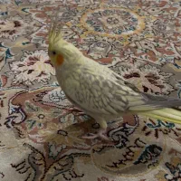 دو عدد عروس هلندی گم شده در محدوده شهرک طالقانی