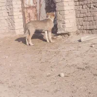 کته سگ