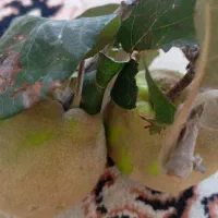 به رسیده