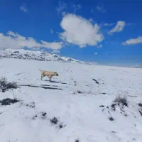 یک عدد دل میزون
