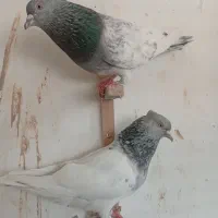 کفتر