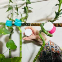 کرم درجه یک کره ای