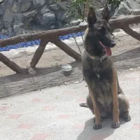 سگ بلژین مالینیوز