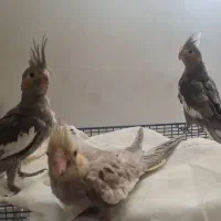 عروس هلندی
