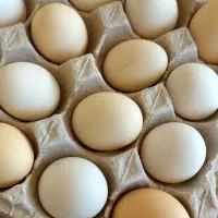 تخم‌مرغ نطفه دار تازه