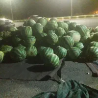هندوانه جوین شیرین ۲۰ تومان