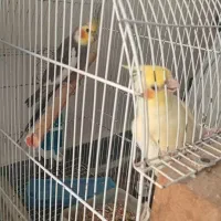 جفت دو جوجه