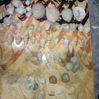کلکسیون کامل و کمیاب از صدف ها و سنگ های قیمتی