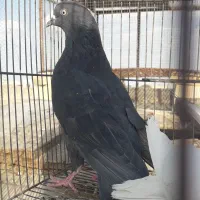 کبوتر ماده